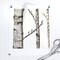 Smaller Scale Birch Grove Warm Gray White Forest Black Modern Woods Aspen Custom Removable Wallpaper by Spoonflower Peel & Stick Wallpaper 2FT Wide